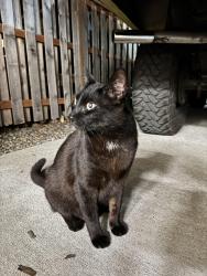 Found/Stray Unknown Cat last seen Fremont & 67th Ave, Portland, OR 97213