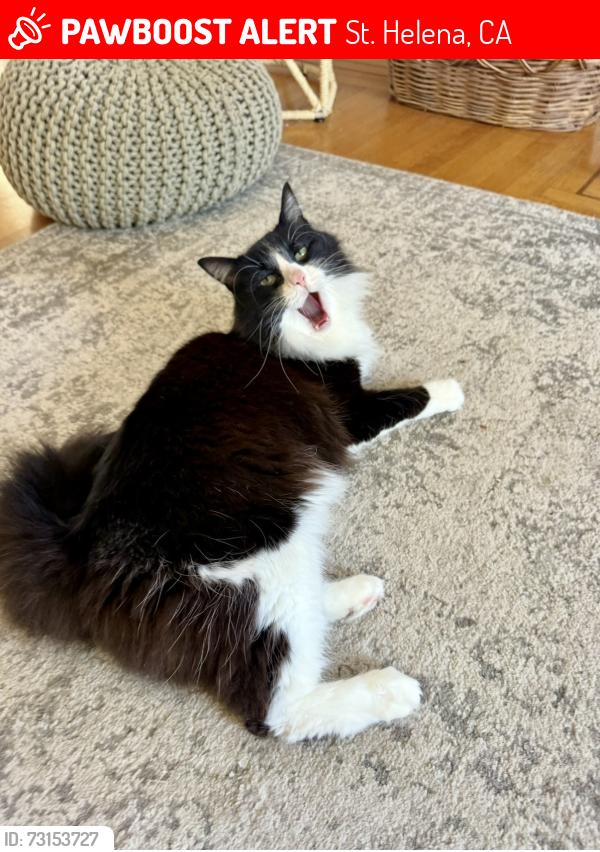 Lost Male Cat last seen Stockton & Allyn, St. Helena, CA 94574