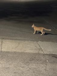 Found/Stray Unknown Cat last seen Past the gas station on westgrove, Addison, TX 75001