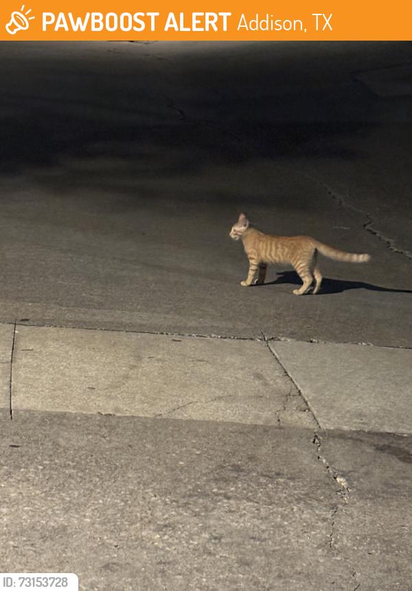 Found/Stray Unknown Cat last seen Past the gas station on westgrove, Addison, TX 75001