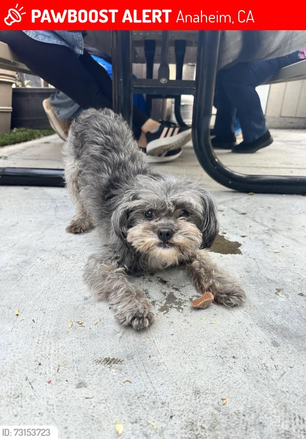Lost Male Dog last seen N La Loma Cir, Anaheim, CA 92806