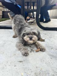 Lost Male Dog last seen N La Loma Cir, Anaheim, CA 92806