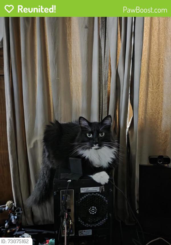 Reunited Male Cat last seen Mayhews Landing, Newark, CA 94560