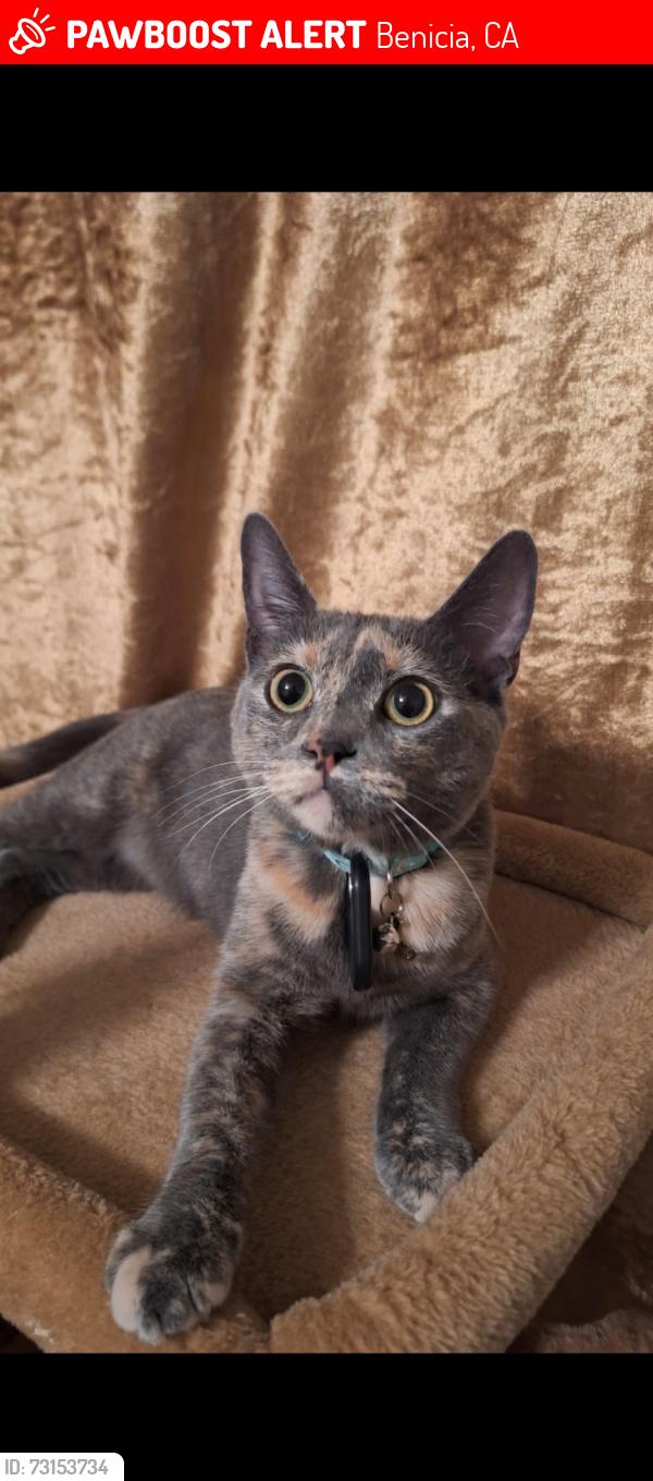 Lost Female Cat last seen Military east, Benicia, CA 94510