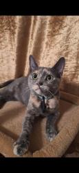 Lost Female Cat last seen Military east, Benicia, CA 94510