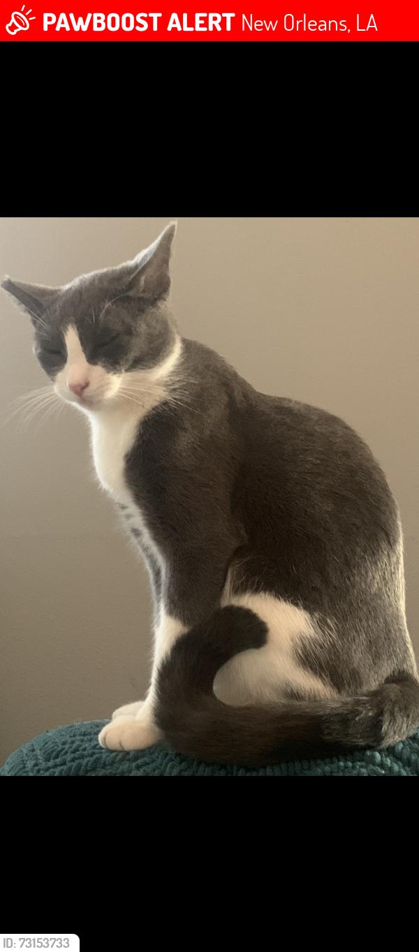 Lost Male Cat last seen Mirabeau Ave & Franklin Ave, New Orleans, LA 70122