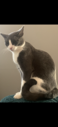 Lost Male Cat last seen Mirabeau Ave & Franklin Ave, New Orleans, LA 70122