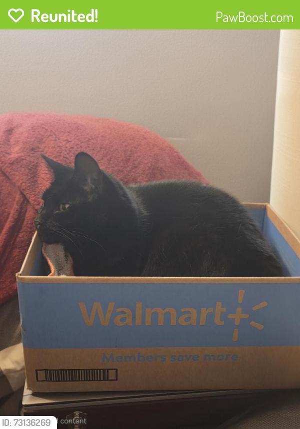 Reunited Female Cat last seen Apperson St, Los Angeles, CA 91040