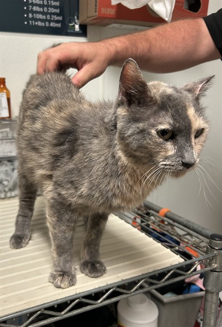 Shelter Stray Female Cat last seen Near BLOCK CHISM TRL, ONYX CA 93255, 3951 Fruitvale Ave, Bakersfield, CA 93308, USA