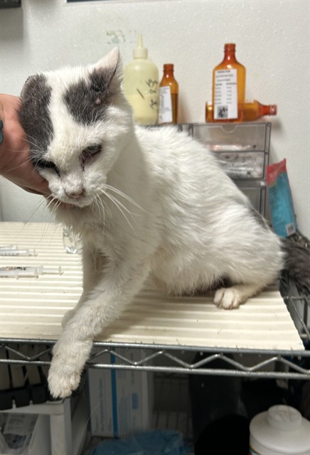 Shelter Stray Male Cat last seen Near BLOCK CHISM TRL, ONYX CA 93255, 3951 Fruitvale Ave, Bakersfield, CA 93308, USA