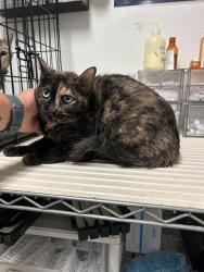 Shelter Stray Female Cat last seen Near BLOCK CHISM TRL, ONYX CA 93255, 3951 Fruitvale Ave, Bakersfield, CA 93308, USA