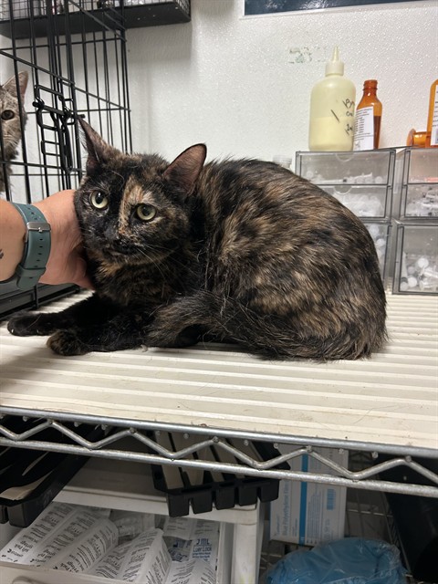 Shelter Stray Female Cat last seen Near BLOCK CHISM TRL, ONYX CA 93255, 3951 Fruitvale Ave, Bakersfield, CA 93308, USA