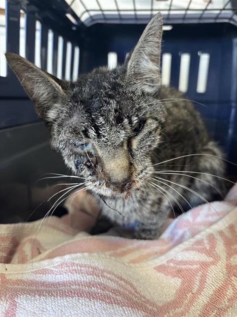 Shelter Stray Female Cat last seen Near BLOCK W OLIVE AVE, FRESNO CA 93728 2637, 5277 E Airways Blvd, Fresno, CA 93727, USA