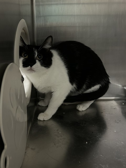 Shelter Stray Male Cat last seen Near BLOCK CHISM TRL, ONYX CA 93255, 3951 Fruitvale Ave, Bakersfield, CA 93308, USA