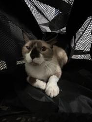 Shelter Stray Male Cat last seen Near BLOCK CHISM TRL, ONYX CA 93255, 3951 Fruitvale Ave, Bakersfield, CA 93308, USA