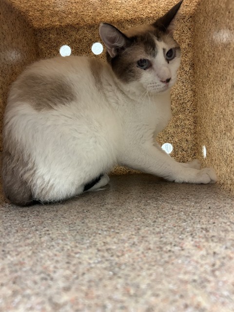 Shelter Stray Male Cat last seen Near BLOCK CHISM TRL, ONYX CA 93255, 3951 Fruitvale Ave, Bakersfield, CA 93308, USA