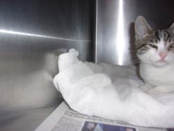 Shelter Stray Male Cat last seen , 14409 Vanowen St, Van Nuys, CA 91405, USA