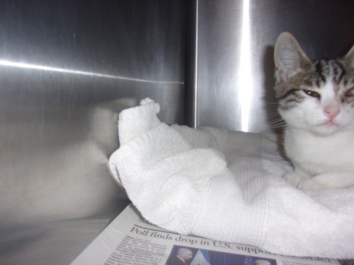 Shelter Stray Male Cat last seen , 14409 Vanowen St, Van Nuys, CA 91405, USA