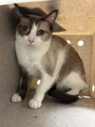 Shelter Stray Female Cat last seen Near BLOCK CHISM TRL, ONYX CA 93255, 3951 Fruitvale Ave, Bakersfield, CA 93308, USA