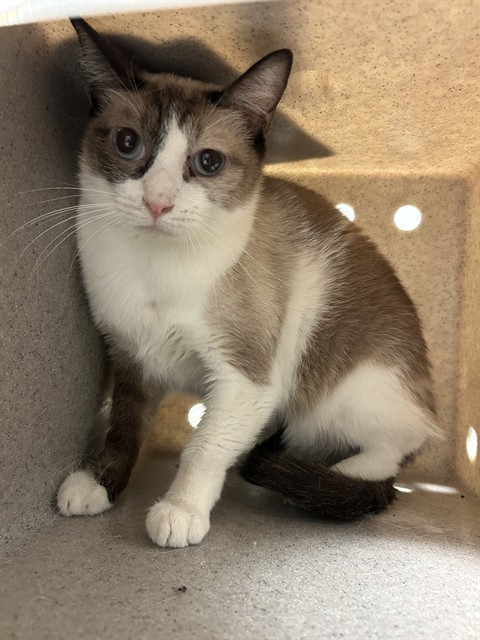 Shelter Stray Female Cat last seen Near BLOCK CHISM TRL, ONYX CA 93255, 3951 Fruitvale Ave, Bakersfield, CA 93308, USA