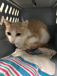 Shelter Stray Female Cat last seen Near BLOCK CHISM TRL, ONYX CA 93255, 3951 Fruitvale Ave, Bakersfield, CA 93308, USA