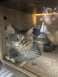 Shelter Stray Male Cat last seen Near BLOCK CHISM TRL, ONYX CA 93255, 3951 Fruitvale Ave, Bakersfield, CA 93308, USA