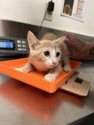 Shelter Stray Female Cat last seen Near BLOCK CHISM TRL, ONYX CA 93255, 3951 Fruitvale Ave, Bakersfield, CA 93308, USA