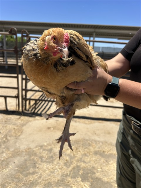 Shelter Stray Female Bird last seen Near BLOCK CHISM TRL, ONYX CA 93255, 3951 Fruitvale Ave, Bakersfield, CA 93308, USA