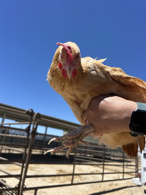 Shelter Stray Female Bird last seen Near BLOCK CHISM TRL, ONYX CA 93255, 3951 Fruitvale Ave, Bakersfield, CA 93308, USA