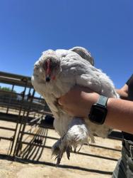 Shelter Stray Female Bird last seen Near BLOCK CHISM TRL, ONYX CA 93255, 3951 Fruitvale Ave, Bakersfield, CA 93308, USA