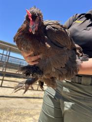 Shelter Stray Female Bird last seen Near BLOCK CHISM TRL, ONYX CA 93255, 3951 Fruitvale Ave, Bakersfield, CA 93308, USA