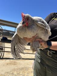 Shelter Stray Female Bird last seen Near BLOCK CHISM TRL, ONYX CA 93255, 3951 Fruitvale Ave, Bakersfield, CA 93308, USA