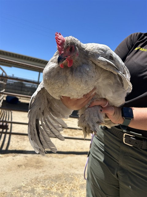 Shelter Stray Female Bird last seen Near BLOCK CHISM TRL, ONYX CA 93255, 3951 Fruitvale Ave, Bakersfield, CA 93308, USA