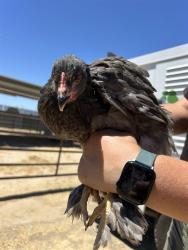 Shelter Stray Female Bird last seen Near BLOCK CHISM TRL, ONYX CA 93255, 3951 Fruitvale Ave, Bakersfield, CA 93308, USA