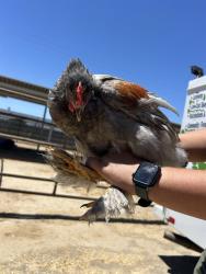 Shelter Stray Female Bird last seen Near BLOCK CHISM TRL, ONYX CA 93255, 3951 Fruitvale Ave, Bakersfield, CA 93308, USA