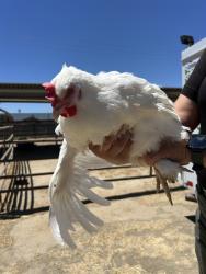 Shelter Stray Female Bird last seen Near BLOCK CHISM TRL, ONYX CA 93255, 3951 Fruitvale Ave, Bakersfield, CA 93308, USA