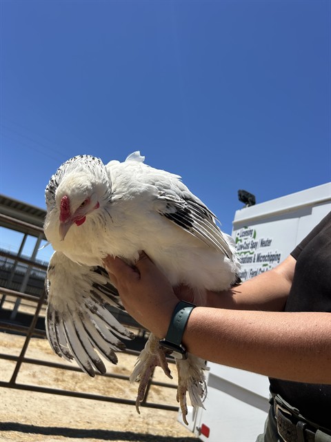 Shelter Stray Female Bird last seen Near BLOCK CHISM TRL, ONYX CA 93255, 3951 Fruitvale Ave, Bakersfield, CA 93308, USA