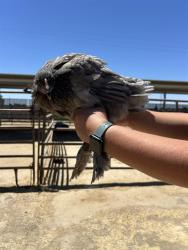 Shelter Stray Female Bird last seen Near BLOCK CHISM TRL, ONYX CA 93255, 3951 Fruitvale Ave, Bakersfield, CA 93308, USA