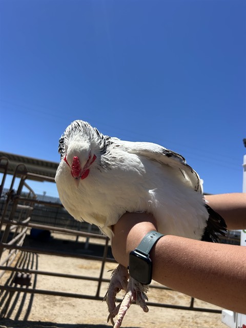 Shelter Stray Female Bird last seen Near BLOCK CHISM TRL, ONYX CA 93255, 3951 Fruitvale Ave, Bakersfield, CA 93308, USA