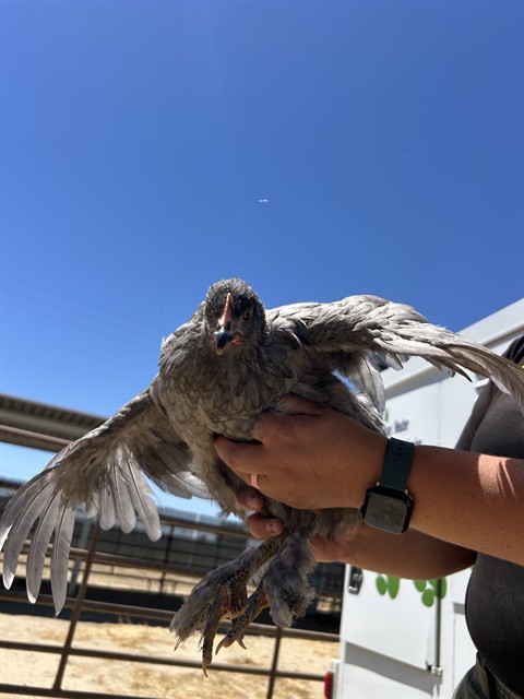 Shelter Stray Female Bird last seen Near BLOCK CHISM TRL, ONYX CA 93255, 3951 Fruitvale Ave, Bakersfield, CA 93308, USA