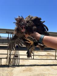 Shelter Stray Female Bird last seen Near BLOCK CHISM TRL, ONYX CA 93255, 3951 Fruitvale Ave, Bakersfield, CA 93308, USA