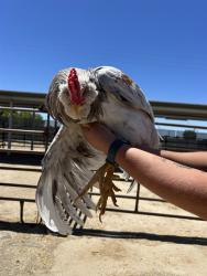 Shelter Stray Male Bird last seen Near BLOCK CHISM TRL, ONYX CA 93255, 3951 Fruitvale Ave, Bakersfield, CA 93308, USA