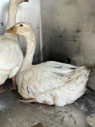 Shelter Stray Female Bird last seen Near BLOCK CHISM TRL, ONYX CA 93255, 3951 Fruitvale Ave, Bakersfield, CA 93308, USA