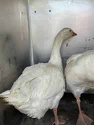 Shelter Stray Female Bird last seen Near BLOCK CHISM TRL, ONYX CA 93255, 3951 Fruitvale Ave, Bakersfield, CA 93308, USA