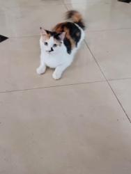 Lost Female Cat last seen Navajo st., Perris, CA 92570