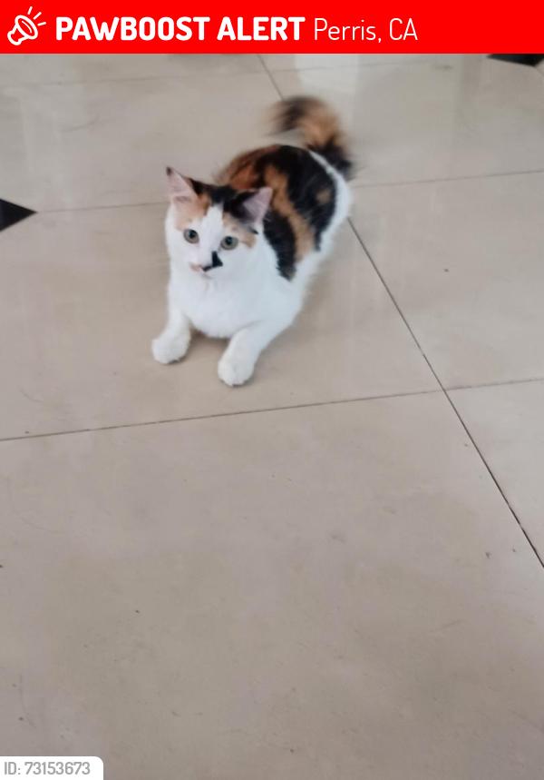 Lost Female Cat last seen Navajo st., Perris, CA 92570