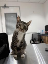 Found/Stray Male Cat last seen Sylvia Ave in Tarzana, Los Angeles, CA 91356