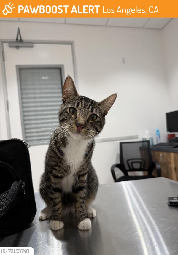 Found/Stray Male Cat last seen Sylvia Ave in Tarzana, Los Angeles, CA 91356