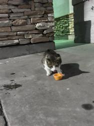 Found/Stray Unknown Cat last seen Walmart E Boronda, Salinas, CA 93906