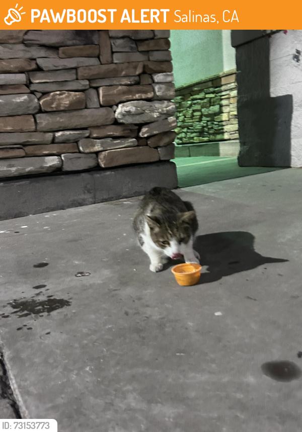 Found/Stray Unknown Cat last seen Walmart E Boronda, Salinas, CA 93906